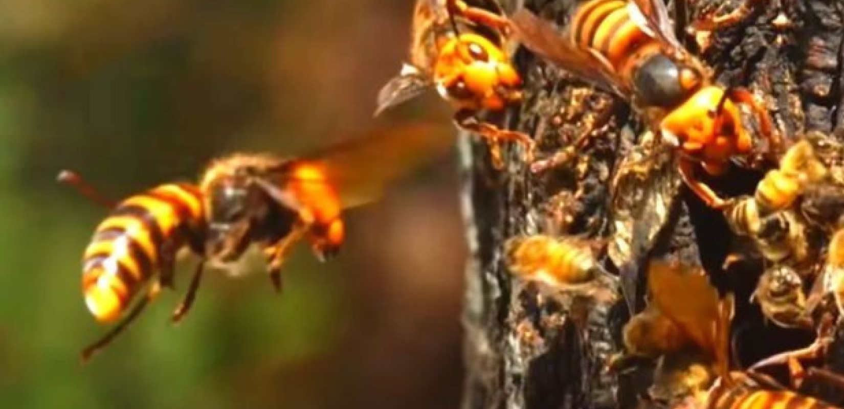 Λευκάδα: 4χρονος κατάπιε σφήκες 