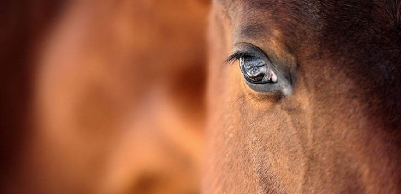 Φρίκη στη Χαλκίδα με άλογο που βρέθηκε νεκρό στον δρόμο 