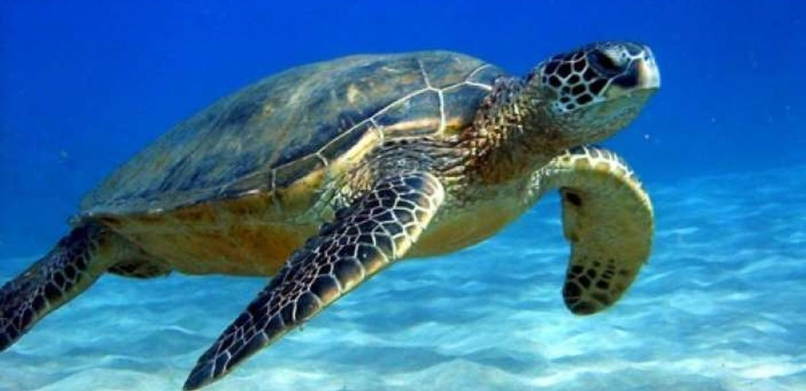 ΑΡΧΕΛΩΝ : Γιατί δεν πρέπει να ταΐζουμε τις θαλασσιες χελώνες