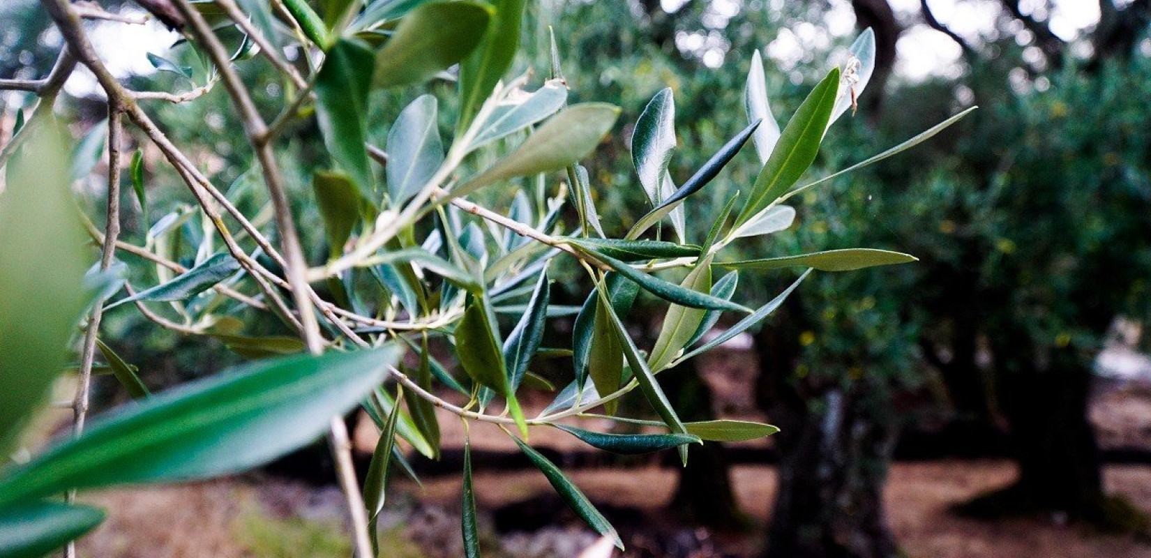 Δήμος Κορδελιού - Ευόσμου: Μια ελιά στη μνήμη της Γενοκτονίας του Ποντιακού Ελληνισμού