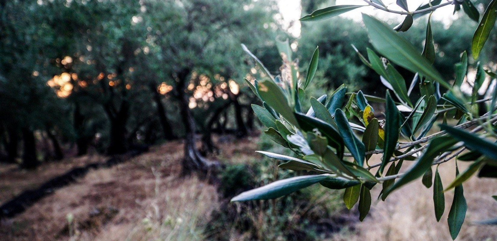 Άνω των 200.000 τόνων η παραγωγή πράσινης ελιάς Χαλκιδικής
