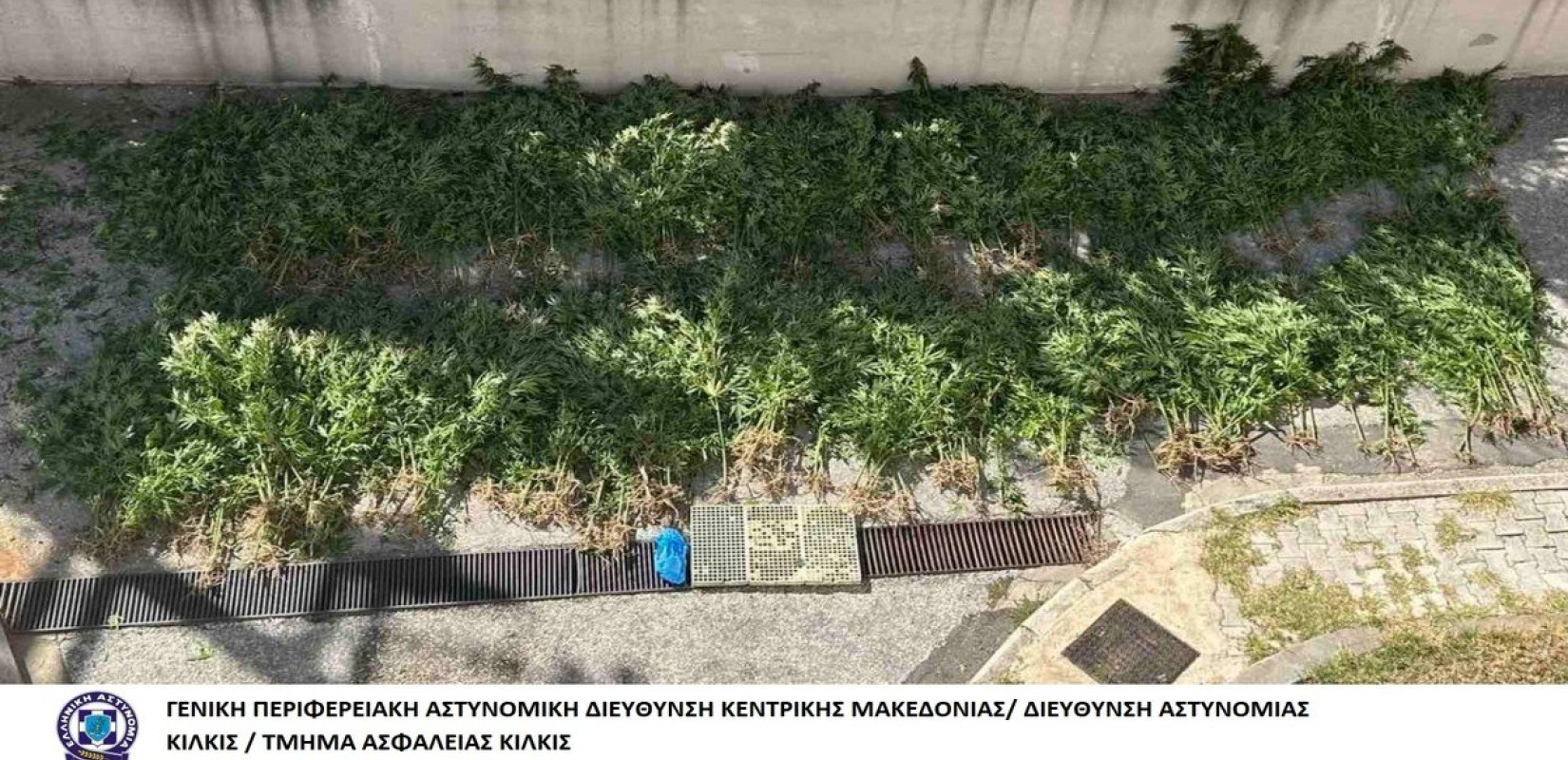 Πέλλα: Καλλιεργούσε κάνναβη στο χωράφι του (βίντεο) Πέλλα: Καλλιεργούσε κάνναβη στο χωράφι του (βίντεο)