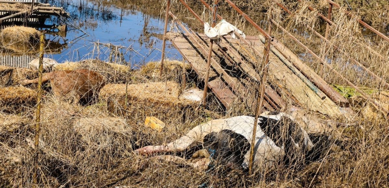 Καταγγελία για τον ΕΛΓΑ: Φέρεται να ζητά πίσω τις αποζημιώσεις από τον Daniel - Σε απόγνωση οι κτηνοτρόφοι της Θεσσαλίας (βίντεο)