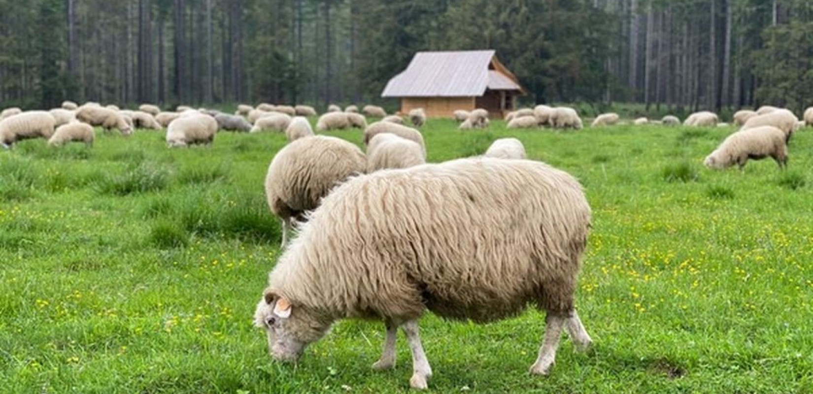 Συναγερμός στη Λέσβο: Εντοπίστηκε κρούσμα ευλογιάς σε πρόβατο
