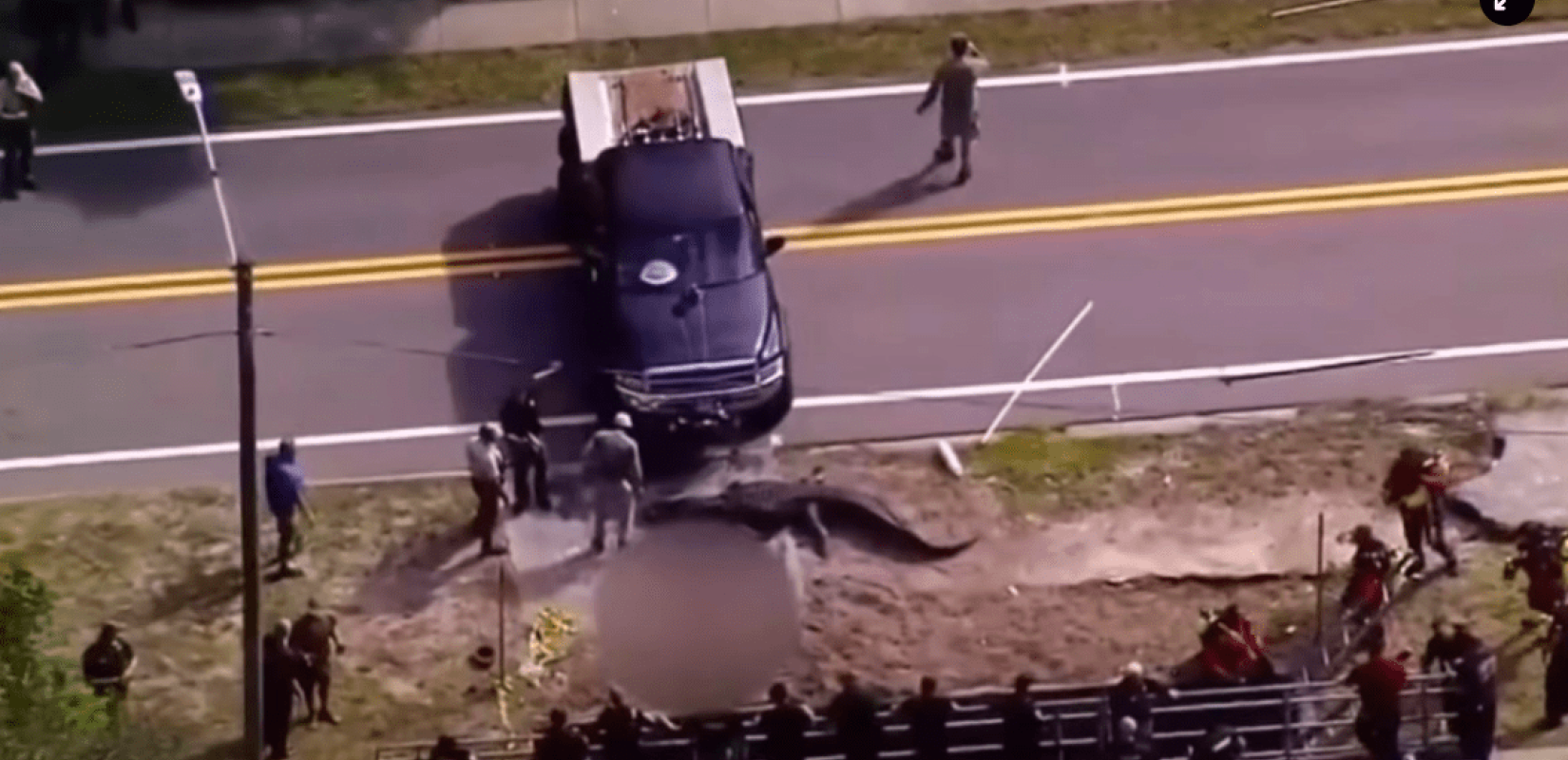 Τρόμος στη Φλόριντα: Τεράστιος αλιγάτορας κυκλοφορούσε με μια σωρό στο στόμα του (βίντεο)