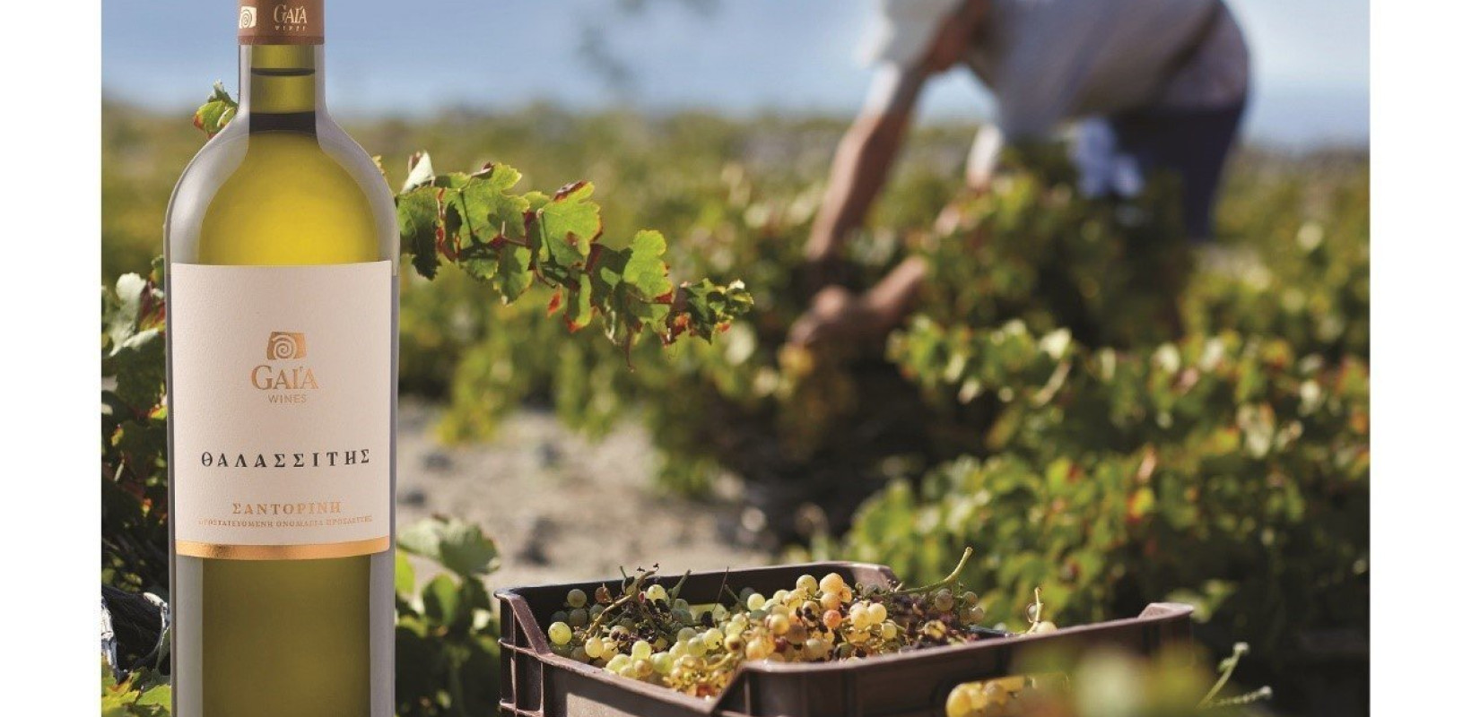 ΘΑΛΑΣΣΙΤΗΣ  και MONOGRAPH ΑΣΥΡΤΙΚΟ: Οι δυο διαφορετικές γευστικές εκδοχές της ίδιας ποικιλίας ΘΑΛΑΣΣΙΤΗΣ  και MONOGRAPH ΑΣΥΡΤΙΚΟ: Οι δυο διαφορετικές γευστικές εκδοχές της ίδιας ποικιλίας