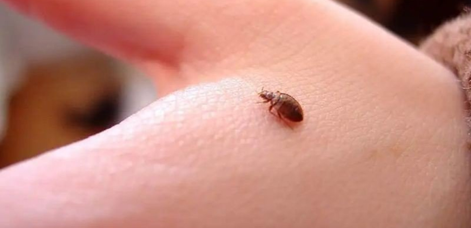 Γαλλία: Αυξημένος κατά 50% ο αριθμός των κοριών φέτος