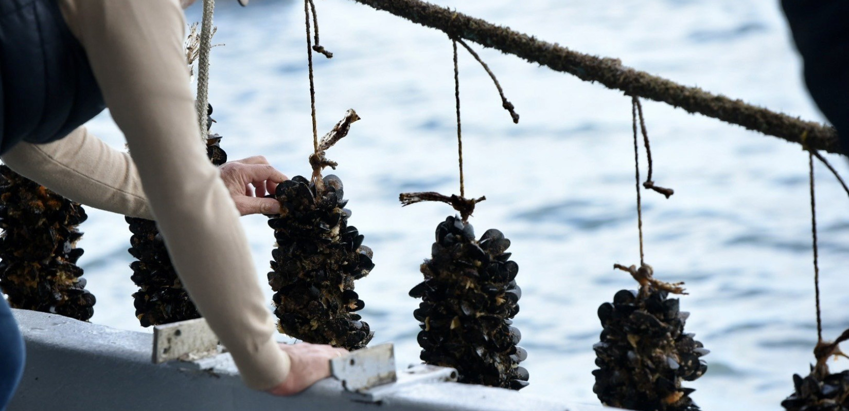 Θεσσαλονίκη: Κατασχέθηκε 1 τόνος μύδια από παράνομη μυδοκαλλιέργεια στη Χαλάστρα