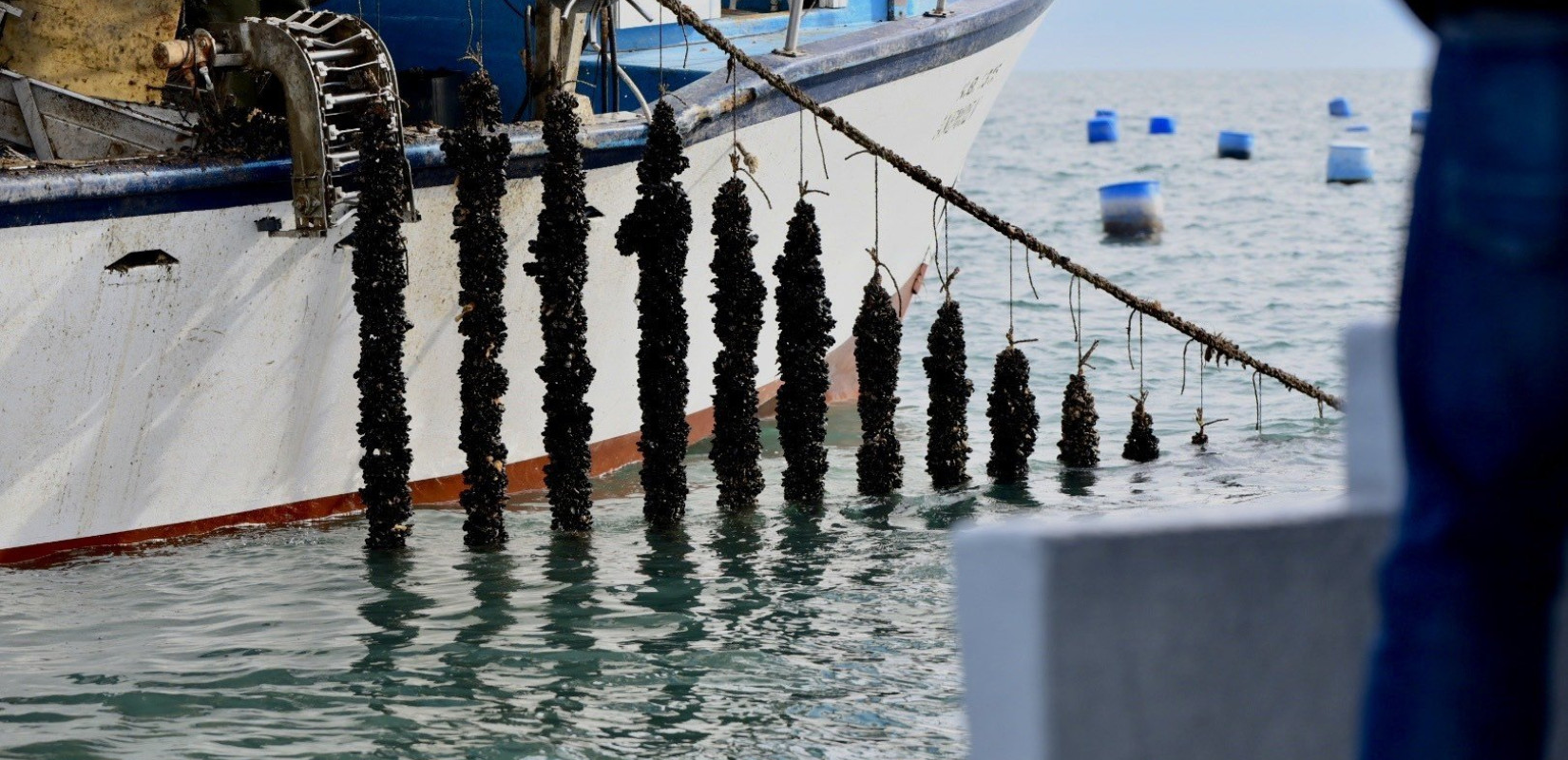 Θεσσαλονίκη: Στήριξη ζητούν οι οστρακοκαλλιεργητές στον Θερμαϊκό Κόλπο