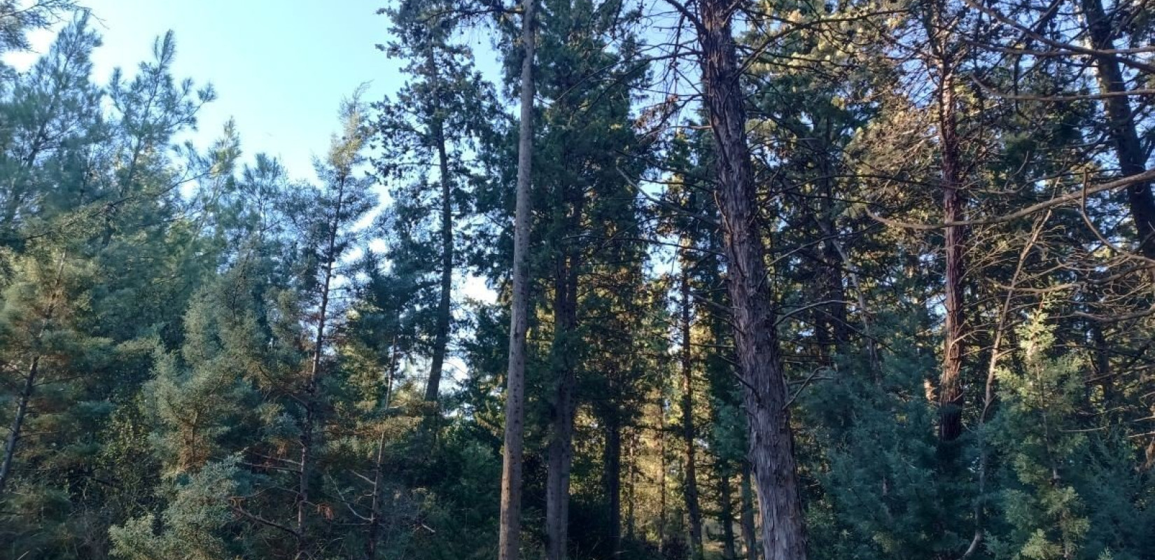 Θεσσαλονίκη: Αρχίζουν αεροψεκασμοί πάνω από το Σέιχ Σου Θεσσαλονίκη: Αρχίζουν αεροψεκασμοί πάνω από το Σέιχ Σου