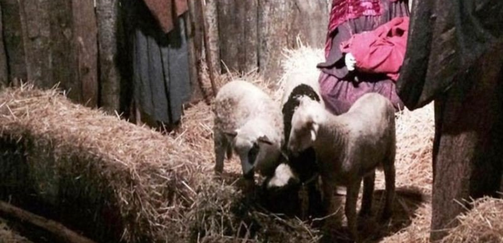 Βόλος: Παρέμβαση εισαγγελέα για τα ζώα στην φάτνη του Δήμου στον Άγιο Νικόλαο Βόλος: Παρέμβαση εισαγγελέα για τα ζώα στην φάτνη του Δήμου στον Άγιο Νικόλαο