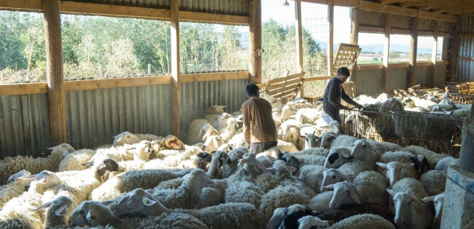 Ινδοί αγρότες έγιναν κτηνοτρόφοι στη Θεσσαλονίκη - Πώς είναι η ζωή τους στην Ελλάδα (φωτ.) Ινδοί αγρότες έγιναν κτηνοτρόφοι στη Θεσσαλονίκη - Πώς είναι η ζωή τους στην Ελλάδα (φωτ.)