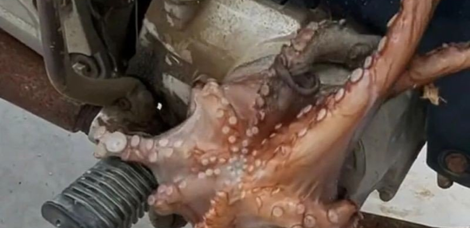 Κουφονήσια: Χταπόδια και καλαμάρια βγήκαν στη στεριά (βίντεο)