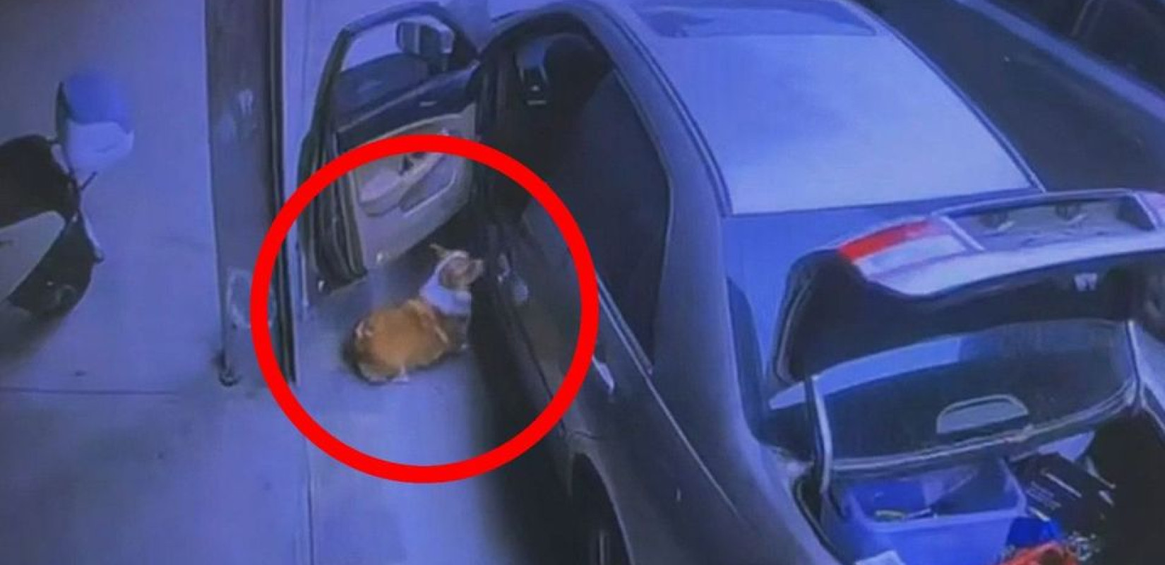 Επικό βίντεο: Σκύλος μπαίνει στη θέση του οδηγού, παίρνει το αμάξι και... φεύγει