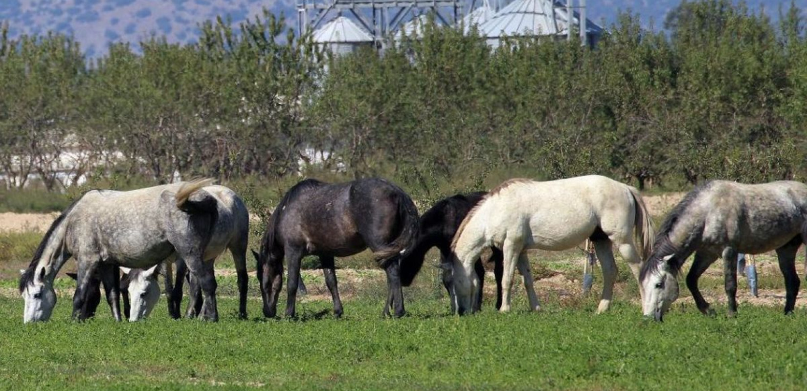 Έβρος: Κοπάδια αλόγων προκαλούν ζημιές στον κάμπο της Αλεξανδρούπολης