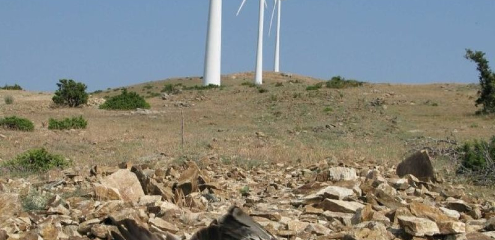 Θράκη: Νυχτερίδες και καταγεγραμμένα πουλιά «θύματα» των ανεμογεννητριών (φωτ.)