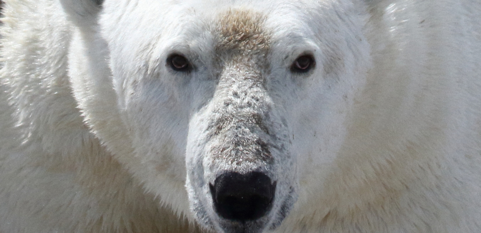 Ρωσία: Τρόμος για οικογένεια στη Σιβηρία μετά από αιματηρή επίθεση πολικής αρκούδας