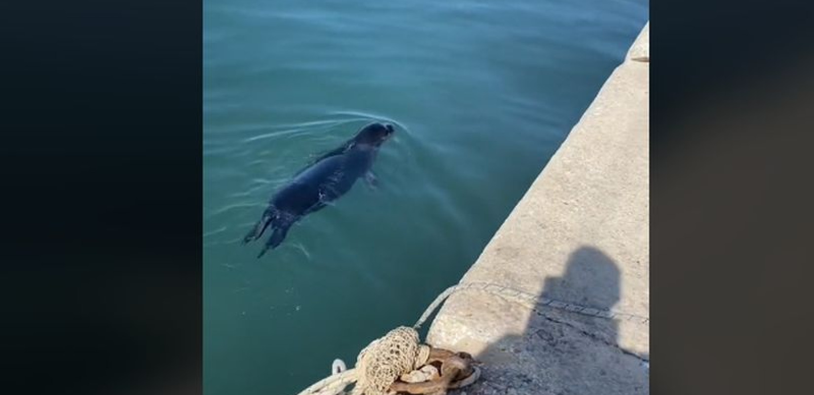 Θεσσαλονίκη: Φώκια κάνει βόλτα στο λιμάνι της Ν. Μηχανιώνας (βίντεο)