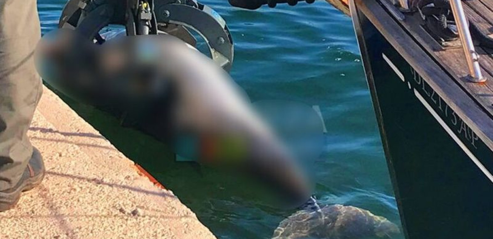 Πρέβεζα: Νεκρό δελφίνι ξεβράστηκε στο λιμάνι