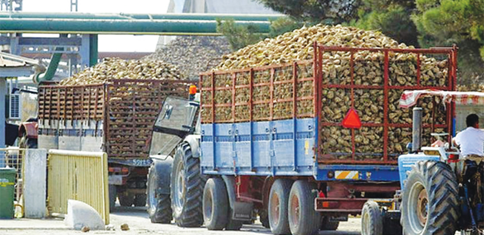 Στην δικαιοσύνη προσφεύγουν οι τευτλοπαραγωγοί, για την αναζωογόνηση της τευτλοκαλλιέργειας