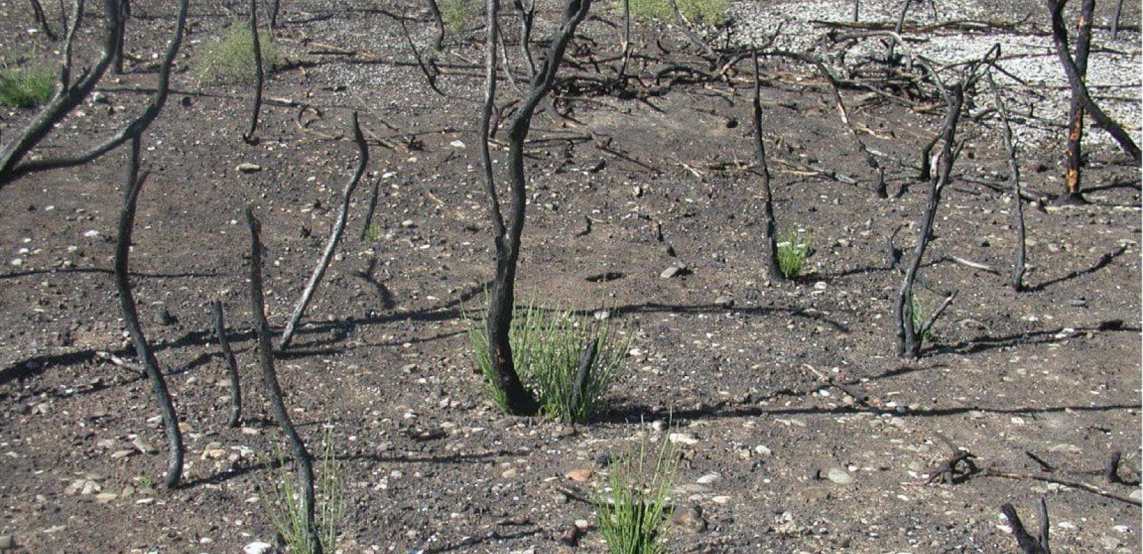 Ελεγκτικό Συνέδριο: Ενστάσεις για την αποτελεσματικότητα των προγραμμάτων αναδάσωσης