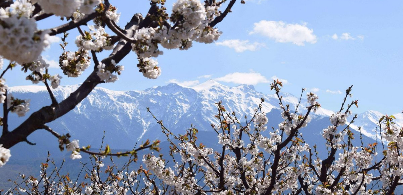 Κατερίνη: «Μιλήστε» με τα...κλικ σας για τις ανθισμένες κερασιές της Πιερίας