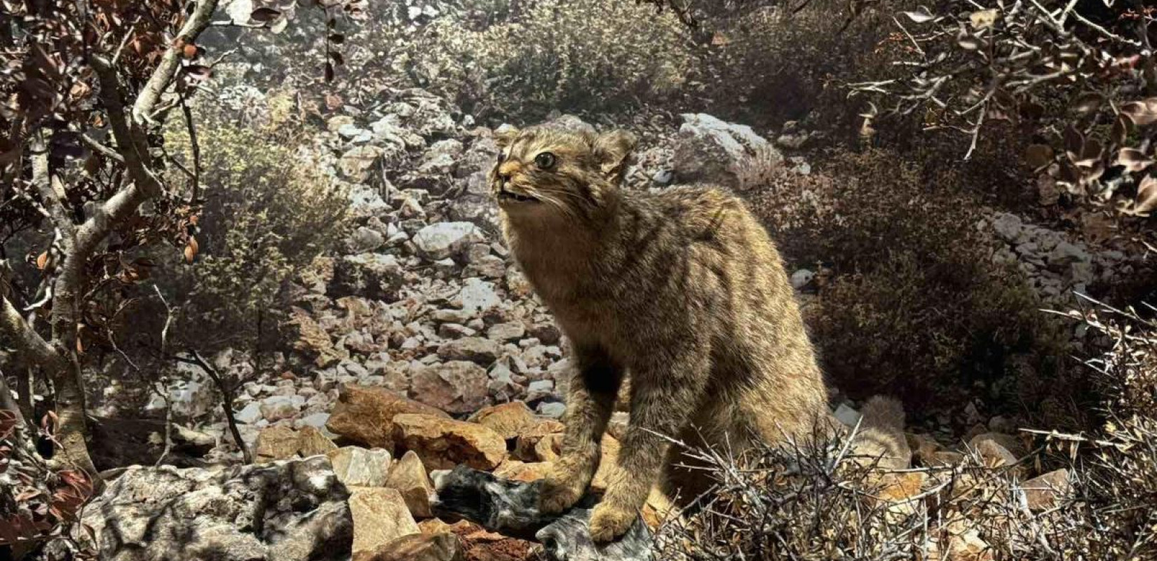 Το μόνο αποκλειστικά σαρκοφάγο ζώο της Κρήτης: Ο Αγριόγατος