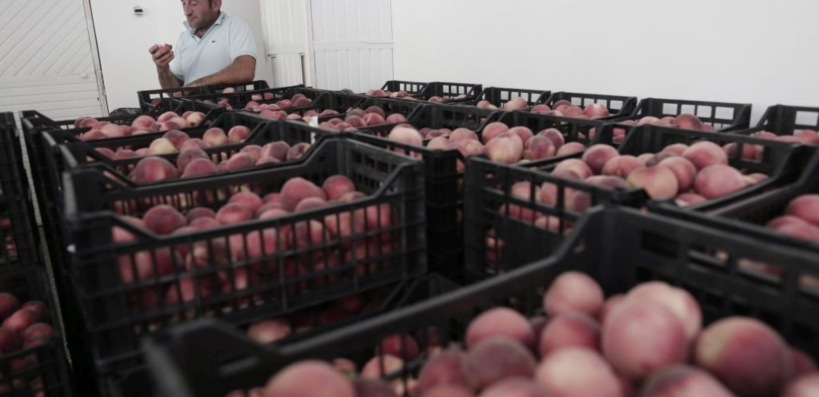 Στη Σερβία βάφτιζαν ελληνικά ροδάκινα ως σερβικά και τα πουλούσαν στη ρωσική αγορά 