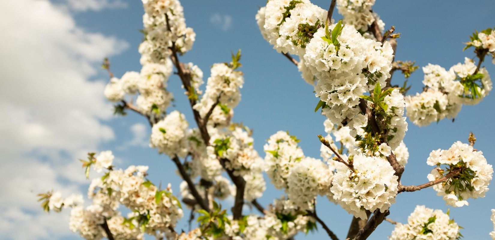 Θεσσαλονίκη: Το campus του ΑΠΘ γίνεται μεγάλο αστικό πάρκο στο κέντρο της πόλης (ηχητικό)