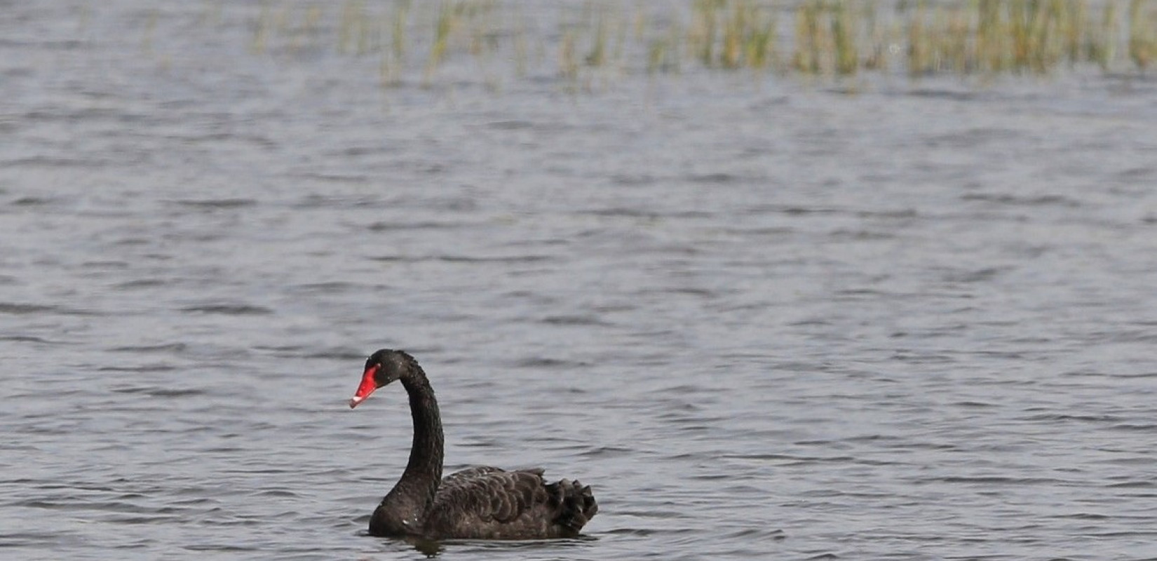 Σπάνιο θέαμα: Ένας μαύρος κύκνος, σουλατσάρει στο Δέλτα του Έβρου (φωτ.)