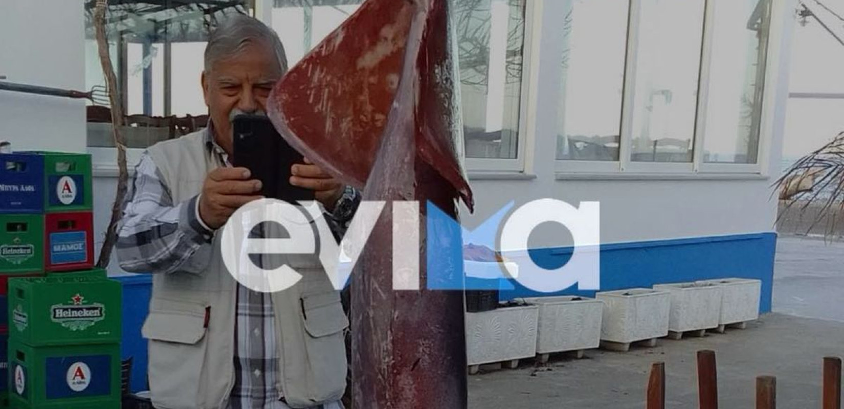 Εύβοια: Εντυπωσιακή ψαριά για ιδιοκτήτη ψαροταβέρνας -  Έπιασε καλαμάρι γίγας 15 κιλών (φωτ.)