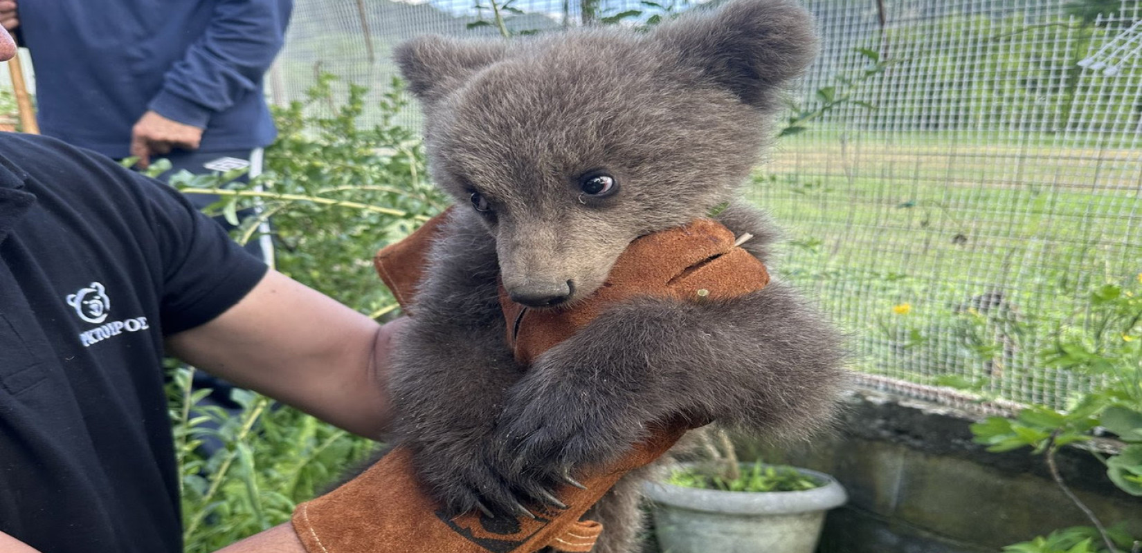 Κοζάνη: Κάτοικοι έσωσαν τελευταία στιγμή αρκουδάκι που κυνηγούσαν σκυλιά (βίντεο)