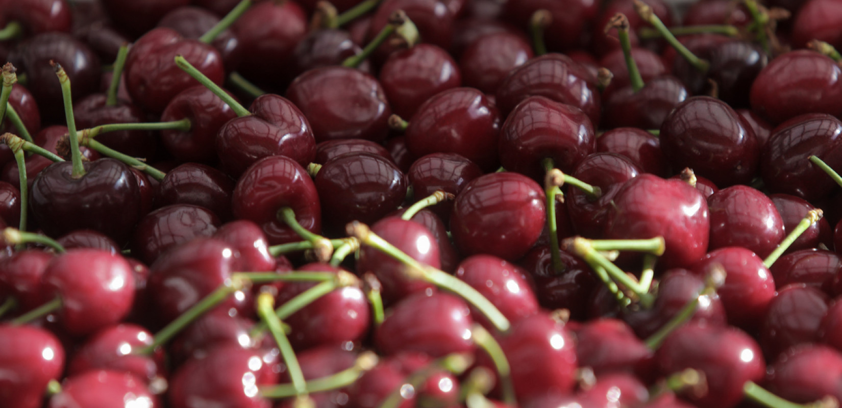 Σχεδόν ολοκληρωτική καταστροφή και μηδαμινές ποσότητες στα κεράσια της Πέλλας