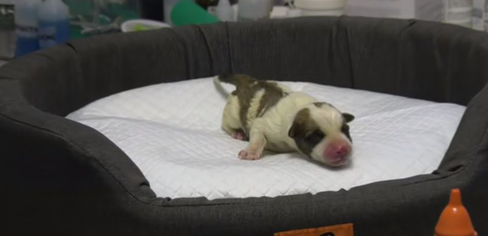 Λέσβος: Η απίστευτη ιστορία του Skyfall - Νεογέννητο σκυλάκι βρέθηκε από το ράμφος ενός γερακιού... στην άσφαλτο (βίντεο)