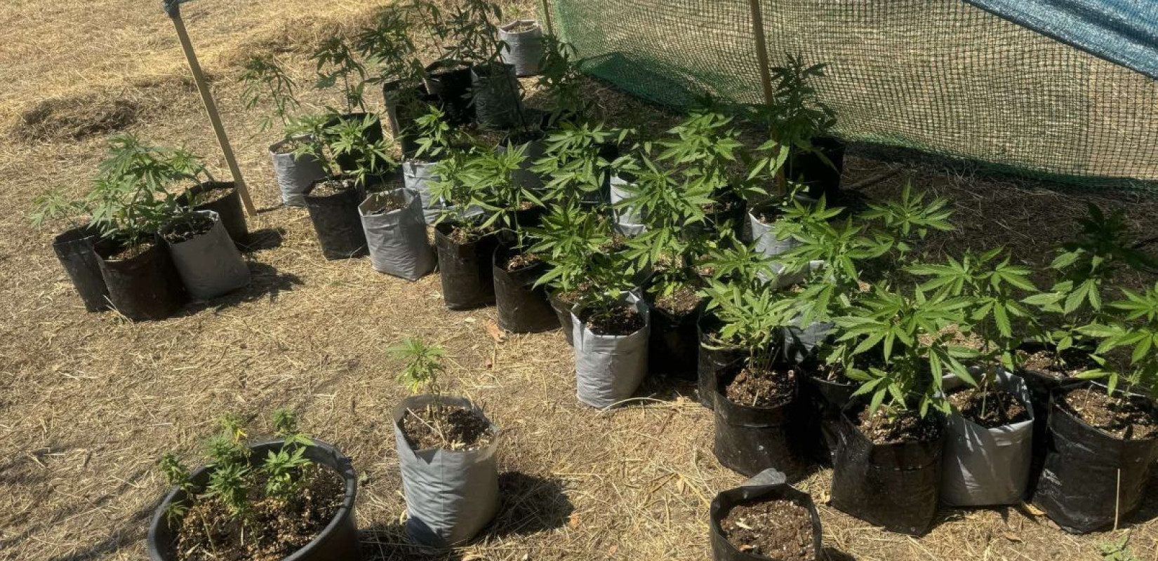 Θεσσαλονίκη: 38χρονος καλλιεργούσε στην αυλή του σπιτιού του κάνναβη και την πουλούσε (φωτ.) Θεσσαλονίκη: 38χρονος καλλιεργούσε στην αυλή του σπιτιού του κάνναβη και την πουλούσε (φωτ.)