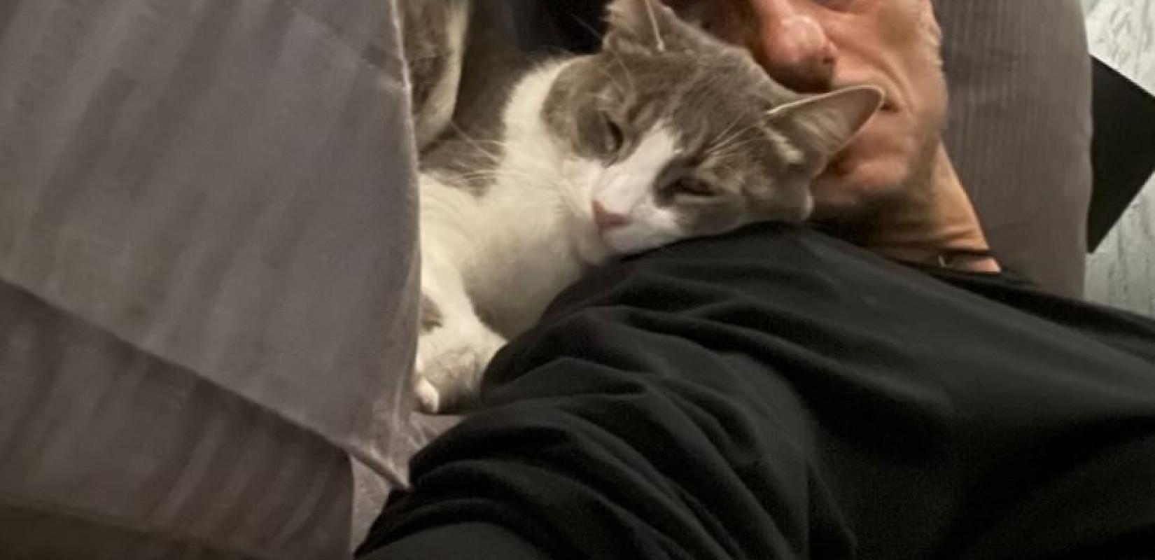 Ο Δημήτρης Γιαννακόπουλος δίνει τεράστια αμοιβή σε όποιον βρει τον γάτο του