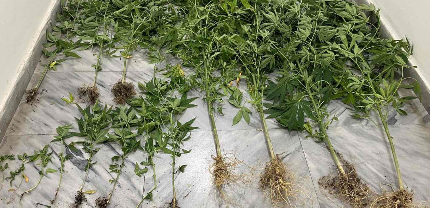 Πέλλα: Είχε στην οικία του 15 δενδρύλλια κάνναβης Πέλλα: Είχε στην οικία του 15 δενδρύλλια κάνναβης