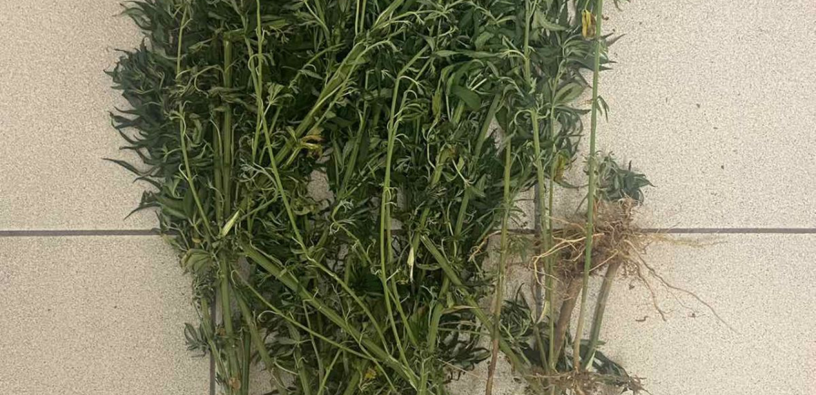 Πιερία: Καλλιεργούσε 21 δενδρύλλια κάνναβης σε αγροτική περιοχή (φωτ.) Πιερία: Καλλιεργούσε 21 δενδρύλλια κάνναβης σε αγροτική περιοχή (φωτ.)