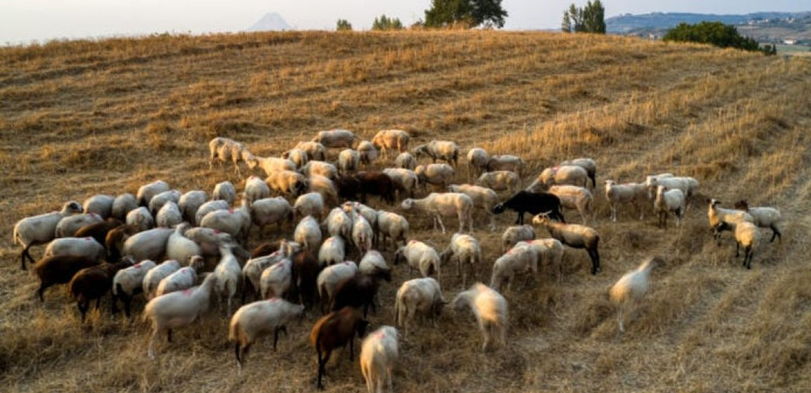 Ευλογιά αιγοπροβάτων-Θεσσαλία: Από Δευτέρα απολυμάνσεις σε 17 σημεία ελέγχου