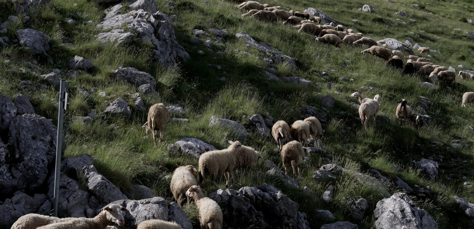 Ευλογιά αιγοπροβάτων: Πάνω από 2000 πρόβατα στη σφαγή