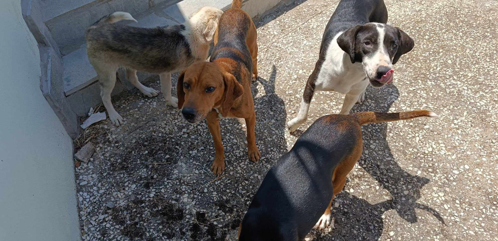 Θεσσαλονίκη: 55χρονος συνελήφθη για άθλιες συνθήκες διαβίωσης 68 σκύλων σε μονοκατοικία