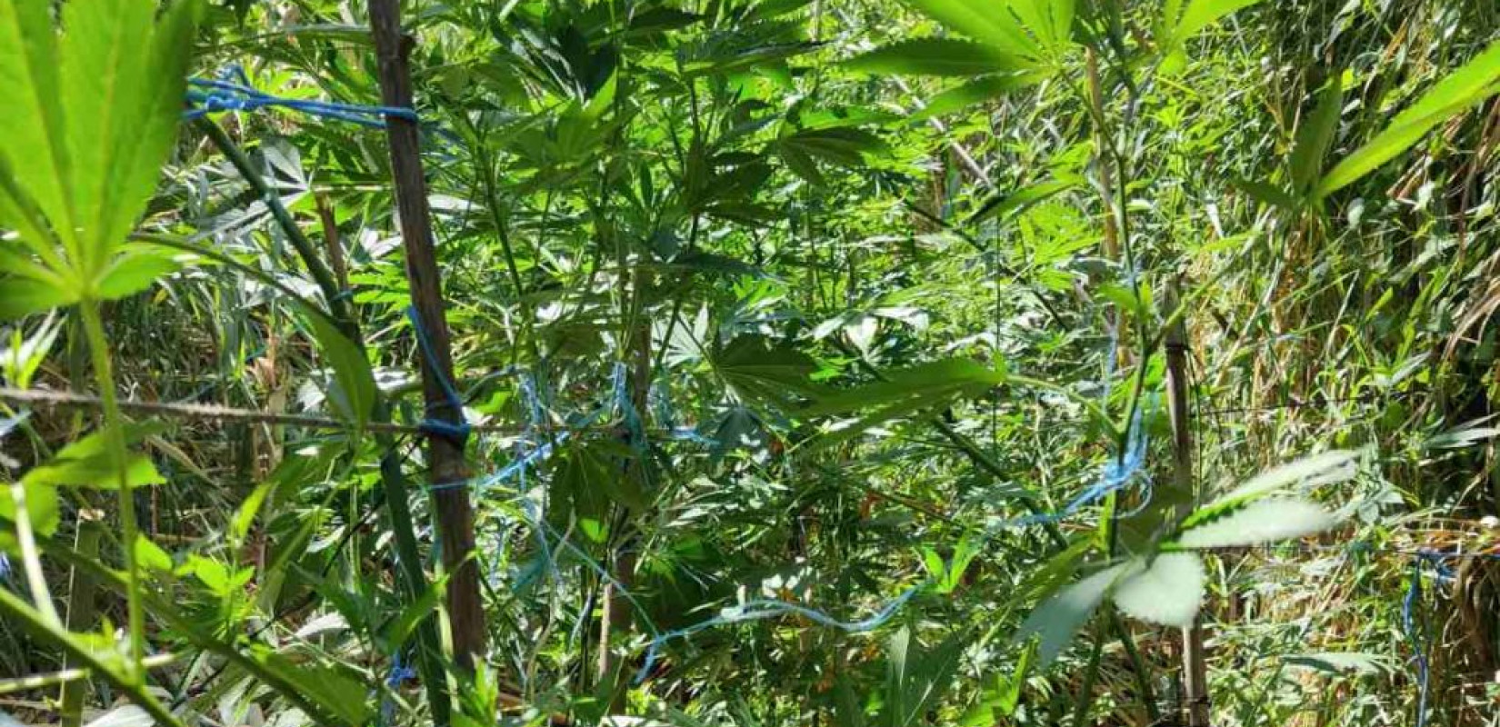 Πάνω από 500 κιλά κάνναβης βρέθηκαν σε κοντέινερ στον Πειραιά - Τρεις συλλήψεις έγιναν στην Βουλγαρία