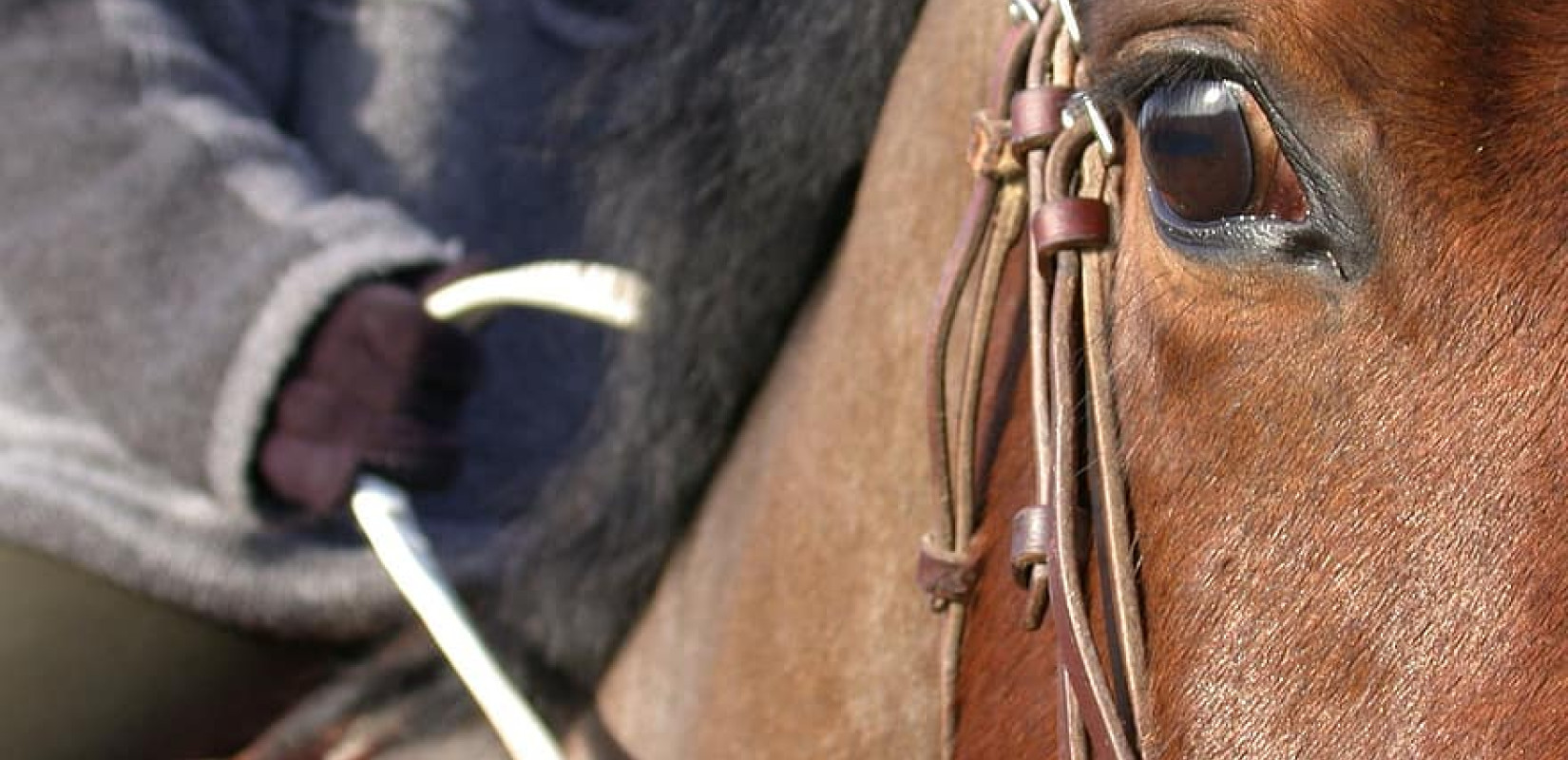 Κρόκος Κοζάνης: Το άλογο του γαμπρού χορεύει εντυπωσιάζοντας όλους τους παρευρισκόμενους (Bίντεο) Κρόκος Κοζάνης: Το άλογο του γαμπρού χορεύει εντυπωσιάζοντας όλους τους παρευρισκόμενους (Bίντεο)