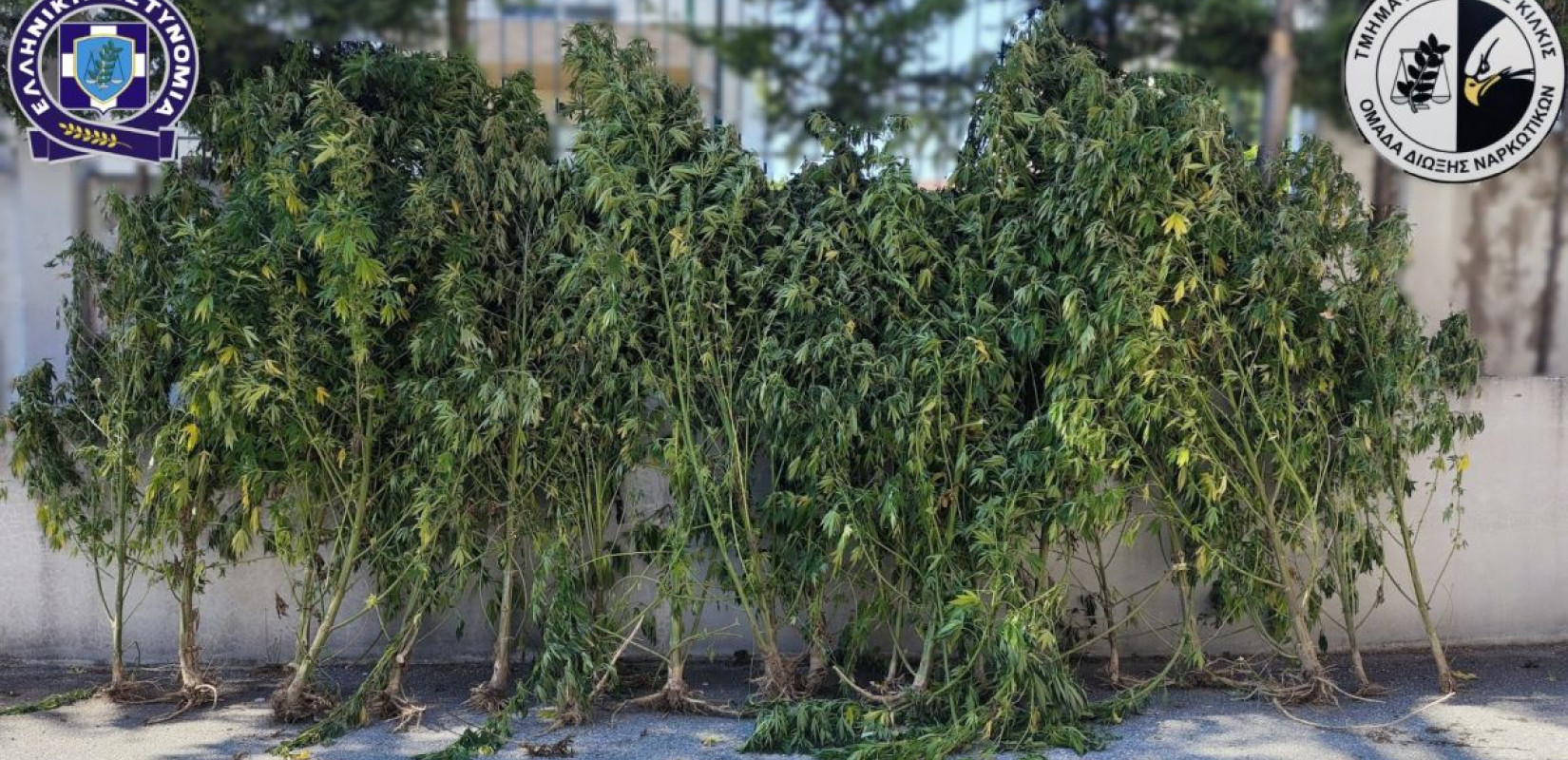 Πέλλα: Καλλιεργούσε σε αγροτεμάχιο κάνναβη (βίντεο, φωτ.) Πέλλα: Καλλιεργούσε σε αγροτεμάχιο κάνναβη (βίντεο, φωτ.)