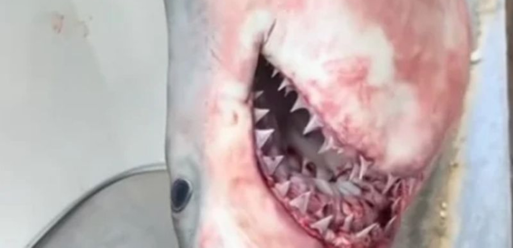 Εύβοια: Λευκός καρχαρίας «πιάστηκε» στα δίχτυα ψαρά (βίντεο)