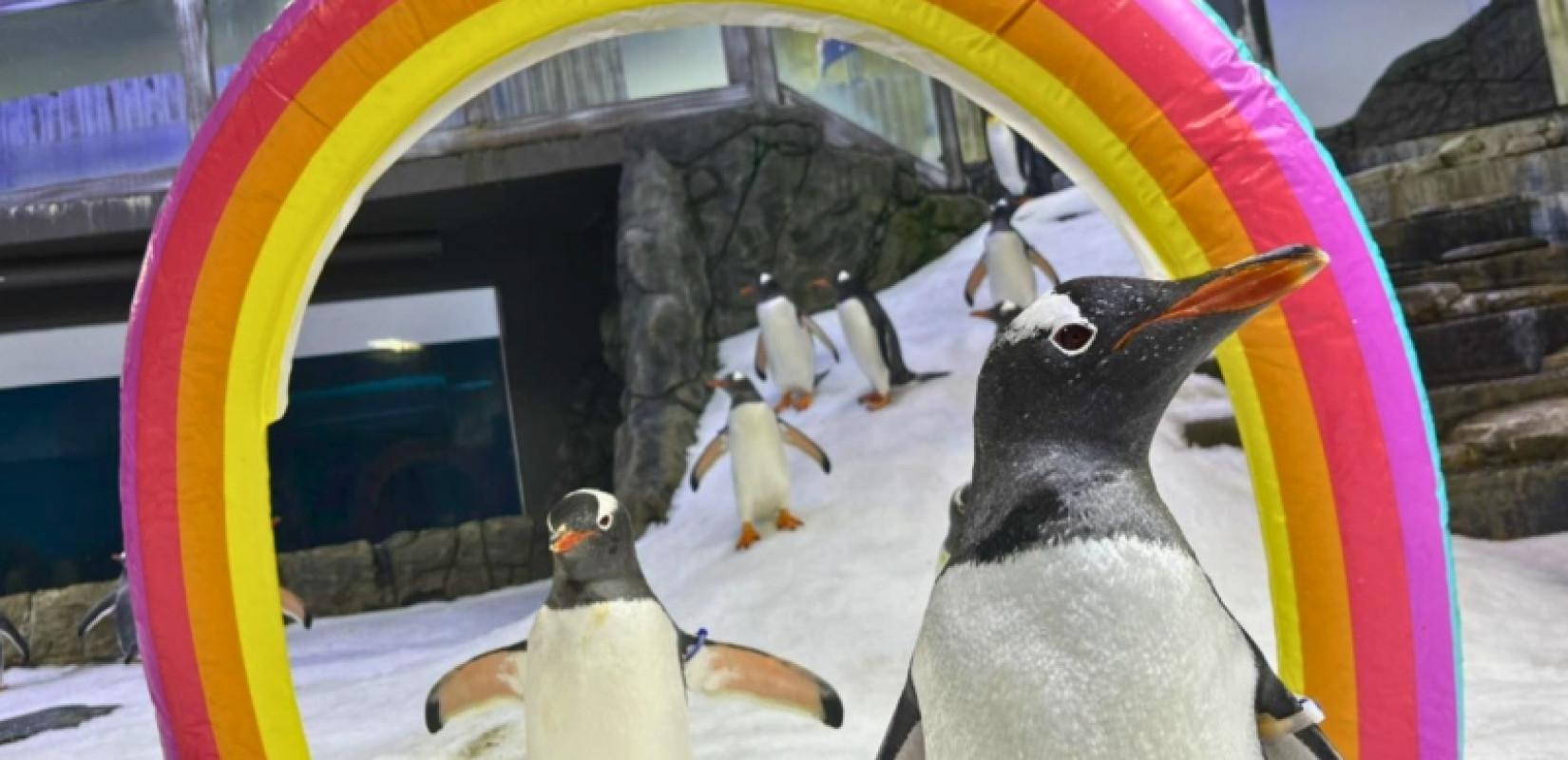 Σίδνεϊ: Θλίψη στο ενυδρείο Sea Life - Πέθανε ο Σφεν, ο διάσημος ομοφυλόφιλος πιγκουίνος (βίντεο)
