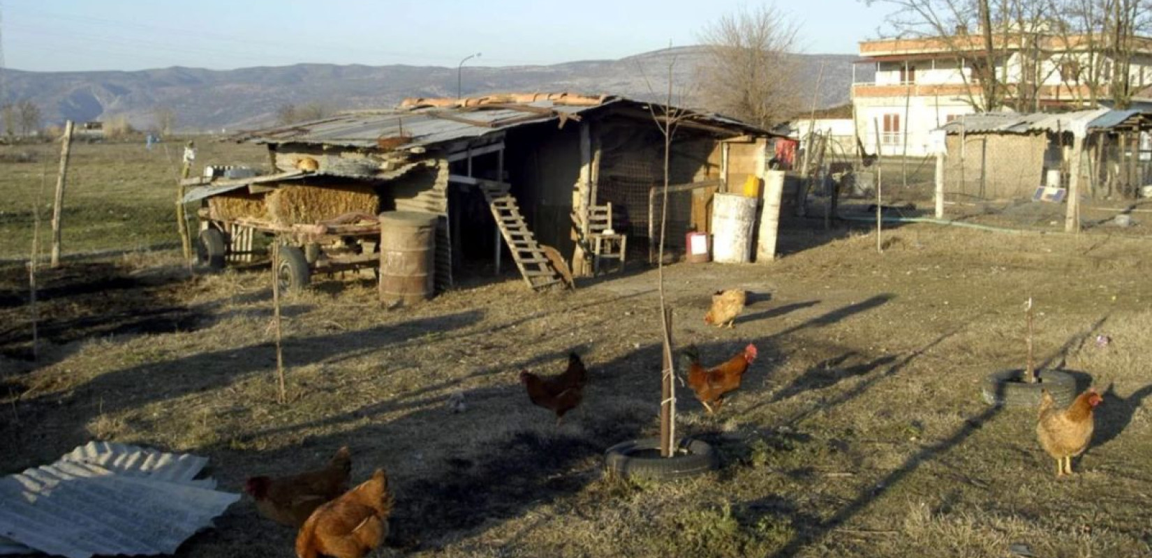 Νέα Μάκρη: Συνελήφθη 47χρονος που έκρυβε ναρκωτικά σε κοτέτσι