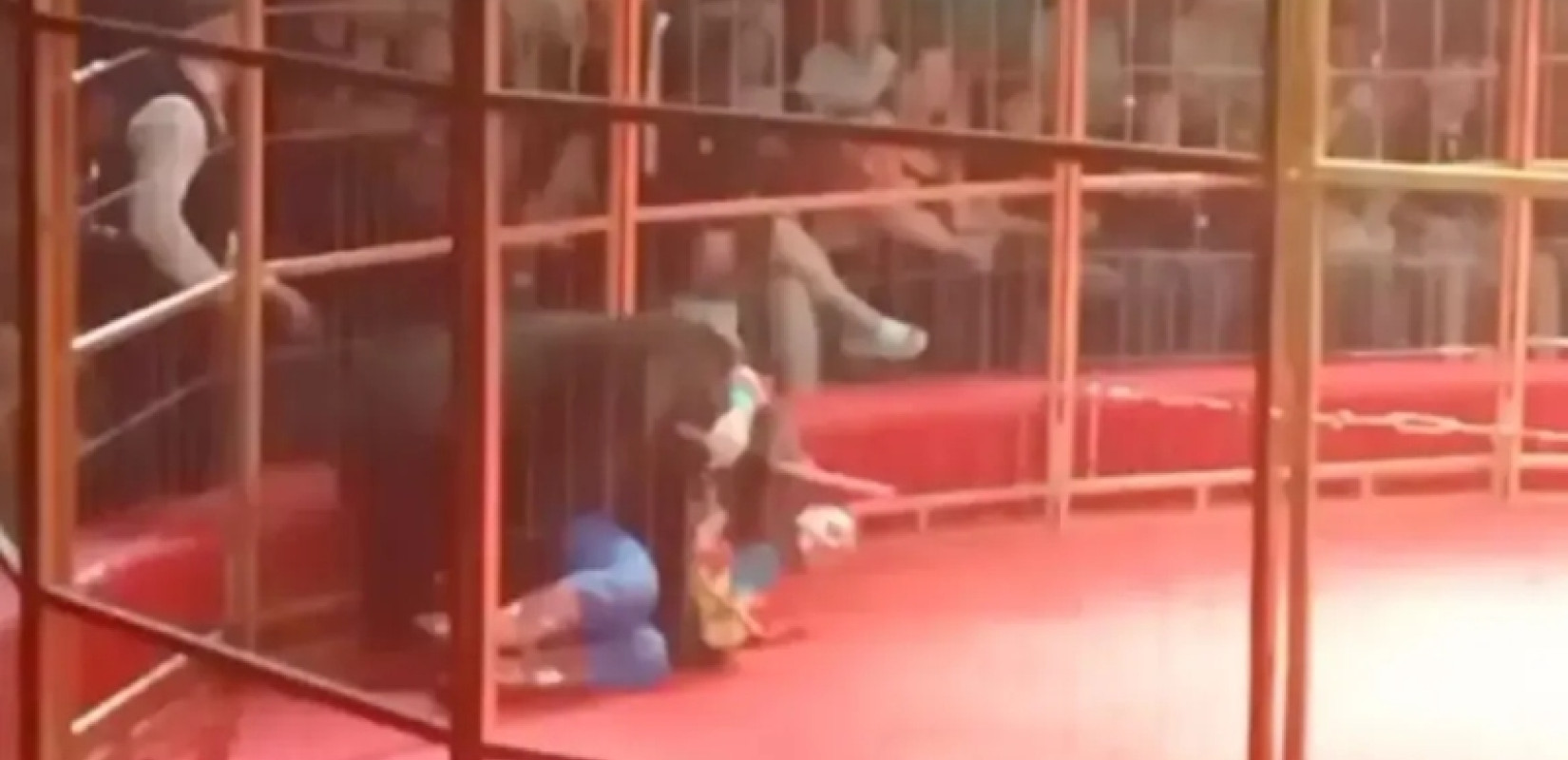 Σοκ στη Ρωσία: Αρκούδα επιτέθηκε στον θηριοδαμαστή της μπροστά σε θεατές τσίρκου (βίντεο)