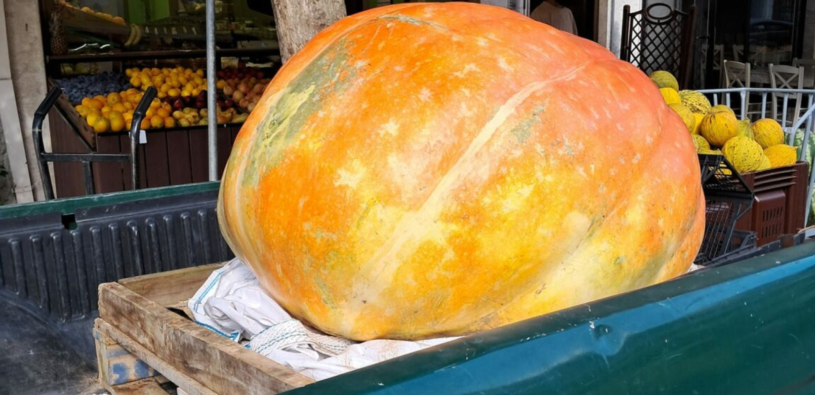 Ορεστιάδα: Παραγωγός έβγαλε κολοκύθα-γίγας 240 κιλών - Δείτε φωτογραφίες
