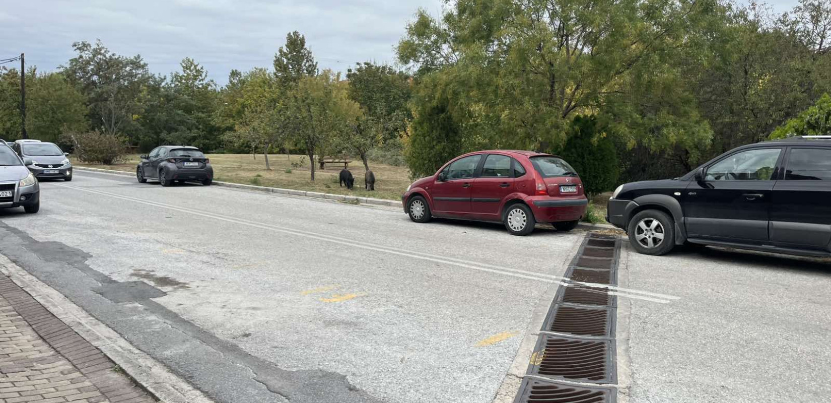 Γιατί «κατέβηκαν» λύκοι, αρκούδες, τσακάλια και αγριογούρουνα από τα βουνά στον αστικό ιστό